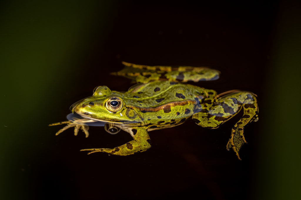 Entspannend im See dösen